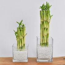 수경재배식물 개운죽 수중식물 모종 화분 키우기, 10p/10cm, 개운죽+글라스(8×8)+흰돌