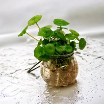 미미네아쿠아 수경 워터코인 만들기 DIY 세트, 단품