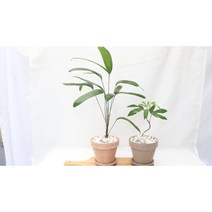 [골든플랜트]독일 이테리 수입 토분 완제품 황칠나무 관음죽2종세트 황칠나무 소품 황칠나무키우기 관음죽키우기 대나무화분 거실화분 인테리어식물 반려식물 공기정화식물