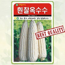 옥수수 씨앗 30g 찰옥4호 찰옥수수 종자 씨 봄 여름 가을 옥수수씨 AR