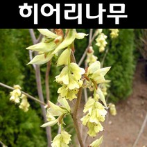 히어리 키80cm 폭40cm 개화주 나무 묘목 1개/정원/공원/조경수