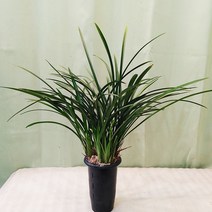 하늘꽃농원 철골 동양란 난키우기