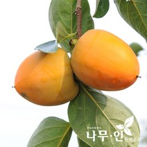 [나무인] 감나무묘목 대봉품종