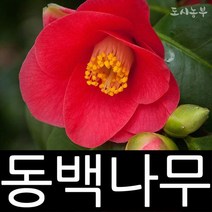 동백나무묘목/애기동백/삽목1년/5주/도시농부