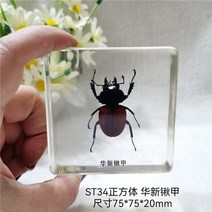 조각품 진짜 식물 곤충 견본 거북이 머리 거미 잠자리 불가사리 수지 홈 테이블, 09 9