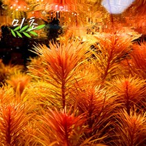 [미초] 판타날 레드 핀네이트 2촉 / 유경 수초 / 레이아웃 / 어항 수초