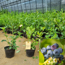 [모든원예조경] 블루베리나무 묘목 (챈들러) 2년생 포트묘, 1개
