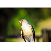 후지 필름 FUJIFILM 카메라 Fujifilm-후지컬러 C200 컬러 35mm 필름 36 노출 135 포맷 카메라 Lomo Holga B, 한개옵션0