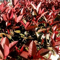 묘목 /홍가시 레드로빈/H1.0m 포트묘/ 2주 kk1176, 1개