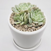 인플랜츠팜 정야 군생다육 도자기화분 9900원 받침포함 농장직영 공기정화 반려 식물