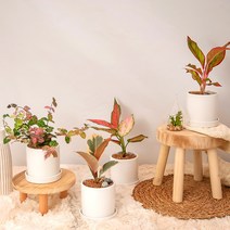 1+1 키우기 쉬운 실내 공기정화식물 선물용 반려식물 14종 도자기 화분(+화분받침) 금전수 로즈마리 유칼립투스 율마 고무나무 몬스테라 산세베리아 스투키 파키라, 11_올리브나무, 14_파키라(목대3)