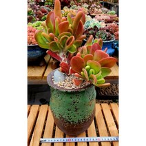 호빗당인 3두 군생(묵둥이)분포함.