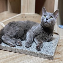 강아지 고양이 애견 반려견 반려묘 대리석 매트 쿨매트, 그레이M