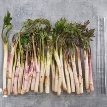 당일수확 강원도 땅두릅 봄나물 산나물 두릅 500g 1kg 2kg, 선택3. 1kg