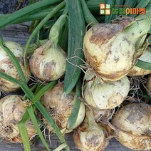 [익산원예농협] 2023년 국내산 햇양파 5kg (특), 1box, 양파 특 5kg