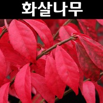 화살나무 묘목 키1m 3개/정원/공원/조경수