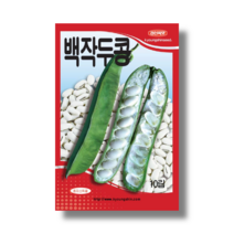 꼬투리와 콩이 아주 큰 백도두 씨앗이 아주큰 백작두콩 5립