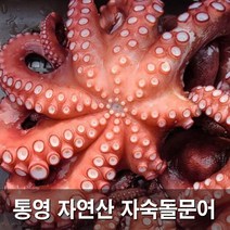 국내산 청정해역 자연산 통영 자숙 돌문어 제수용 문어 1kg 2kg, 자숙 돌문어 2kg(제수용한마리)