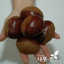 [나무인] 밤나무묘목 2그루