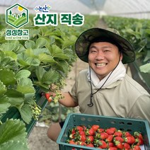 싱싱창고 논산 딸기 당일출하 산지직송 설향 생딸기 제철 과일 선물세트 선물상자 1kg, 800g