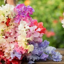 캔들로망 가든 스위트 피 GARDEN SWEET PEA [ YANKEE TYPE ], 100ml