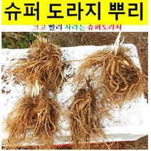 종근/슈퍼 도라지(으뜸 도라지)1년근(20주) KJ508