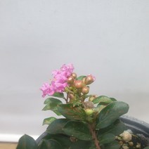 목백일홍(진핑 소품 랜덤)