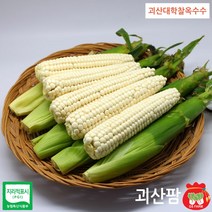 괴산팜 급냉 괴산 대학찰생옥수수 남녀노소 건강한 먹거리, 1박스, 12통 무선별