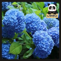 (나무판다) 수국 묘목 3종 시리즈, 3.랩소디 7치 화분