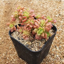 [다육식물]커스피다텀철화, 1개