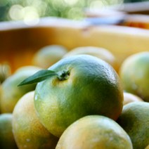 제주 제철 하우스 감귤 선물세트 2kg 로열과S-M