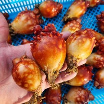 2023년 크기가 큰 멍게 생물 1-5kg 통영 햇 활 깐, 활멍게 렌덤 3kg 45미내외