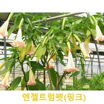 초화식물/야생화 엔젤트럼펫(핑크) 모종 4개(L0039), 엔젤트럼펫(핑크) 모종 4개
