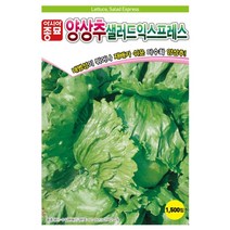 샐러드 익스프레스 양상추 씨앗 6000립 재배 쉬운 다수확 종자 내병성 저장성 베란다 텃밭 채소 농사