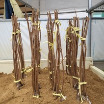 [과수] 감나무(단감 대봉 외) 1년 묘목 6종류 (낱개), 1개, 대봉1년묘