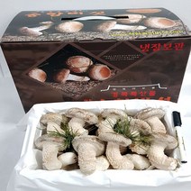 송이송향버섯(송화버섯 송고버섯) 농가직송 무농약친환경, 1box, 선물용(고급)1kg