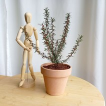 데일리가든 호주매화 꽃나무 키우기 + 이태리토분