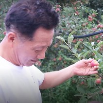 영천 루비에스 특상 1KG 미니사과, 왕특 1KG, 1개