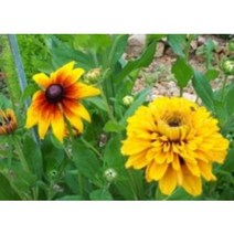 로즈제라늄 5주