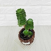 녹비단 (라탄화분포함) 녹비단키우기 다육식물 실내공기정화식물, 상세페이지 참조