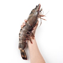 [바르닷] 킹 블랙타이거새우 22-40cm 1미 급냉 왕새우 냉동새우 블랙타이거 특대 대왕새우 업소용 도매 소매, 왕특대(300-350g) 아이스팩 추가, 1개