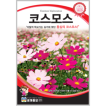 코스모스 1kg 꽃씨 키우기 종자 코스모스씨앗 대포장 대용량+서비스씨앗 증정