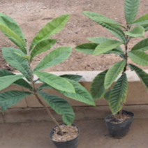 (D소망)비파나무묘목(6치 포트) 2그루