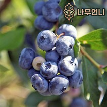 블루베리 9종 스파르탄 챈들러 레카 한나초이스 오닐 듀크﻿ 나무언니, 듀크 5치포트(2개세트)