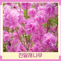 철쭉나무 묘목 진달래 키50~80cm 포트묘 5개