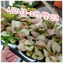 꽃나라엘리스 싱고니움-파스텔핑크-너무 예쁘고귀하답니다