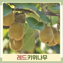 키위나무 묘목 레드키위 접목2년생 뿌리묘 1개