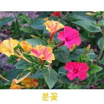 초화식물/야생화 분꽃 화분모종 4개(L0066)
