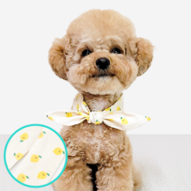 오블리펫 하이드로겔 강아지 고양이 쿨스카프, 레몬