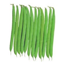 천국의 텃밭 그린빈스 풋 강남콩 채소 씨앗 씨 종자 품종 콩 10g